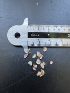 Hongkong-Rose (Rhodoleia championii)