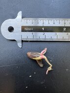 Wunderbeere (Synsepalum dulcificum)