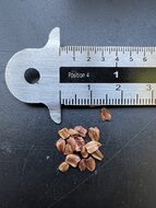 K&uuml;stenmammutbaum (Sequoia sempervirens)