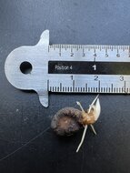 Aronstab (Amorphophallus raungense)