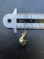 Alocasia (Alocasia wongii)