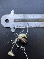 Aronstab (Amorphophallus borneensis)