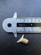 Finger-Anthurium (Anthurium pedatoradiatum)