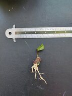 Gowok (Syzygium polycephalum)