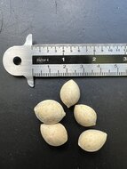 Ginkgo (Ginkgo biloba)