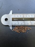 Riesen-Eukalyptus (Eucalyptus regnans)