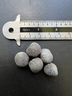 &Auml;thiopische Banane (Ensete ventricosum)