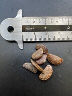 Lotusbaum (Diospyros lotus)