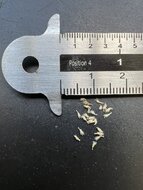 Kobra-Lilie (Darlingtonia californica)