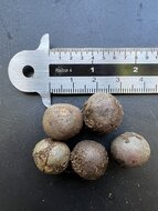 Teepflanze (Camellia sinensis)