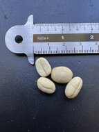 Zwergkaffee (Coffea arabica &#039;nana&#039;)