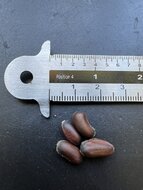 Winterbl&uuml;te (Chimonanthus praecox)