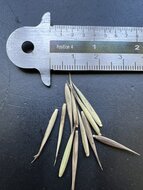 Moso-Riesenbambus (Phyllostachys edulis)