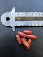 S&uuml;dliche Magnolie (Magnolia grandiflora)