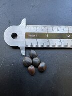 Gurkenmagnolie (Magnolia acuminata)