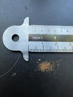 Norfolk-Baumfarn (Cyathea brownii)