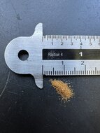 Australischer Baumfarn (Cyathea cooperi)