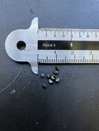 Bergpalme (Cordyline indivisa)