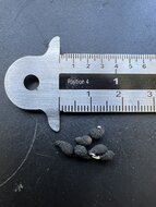 Waldlilie (Veltheimia bracteata)