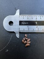 Wei&szlig;e Fledermausblume (Tacca integrifolia)