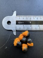 Paradiesvogelblume (Strelitzia reginae)