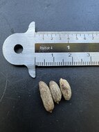 Spindelpalme (Hyophorbe verschaffeltii)