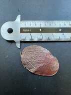 Flamme des Waldes (Butea monosperma)