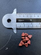 Orleaanbaum (Bixa orellana)