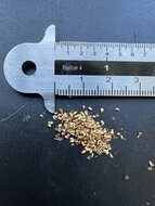 Bodhi-Baum (Ficus religiosa)