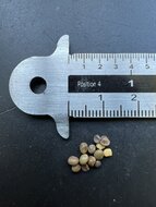 Chinesischer S&uuml;&szlig;holz (Glycyrrhiza uralensis)