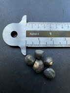 Kluay Pa-Banane (Ensete sp. &#039;Kluay Pa&#039;)