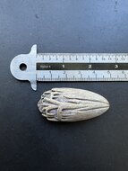 Blaue Latanpalme (Latania loddigesii)