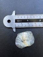 Welwitschia (Welwitschia mirabilis)