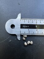 Medusenhaupt (Euphorbia caput-medusae)