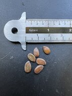 Kalkora-Schlafbaum (Albizia kalkora)