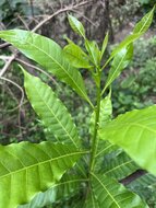 Abiu (Pouteria caimito)