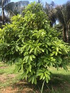 Abiu (Pouteria caimito)