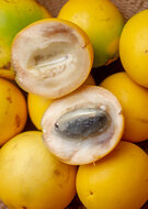 Abiu (Pouteria caimito)