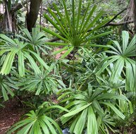 Goldene Licuala (Licuala paludosa)