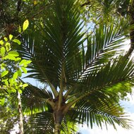 Cyphosperma (Cyphosperma balansae)