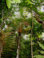 Cyphosperma (Cyphosperma balansae)