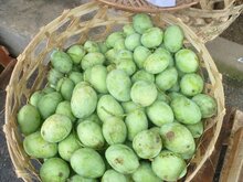 Kopyor-Mango (Mangifera laurina)