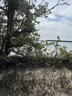 Schwarze Mangrove (Avicennia germinans)