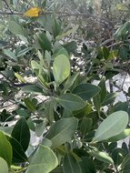 Schwarze Mangrove (Avicennia germinans)