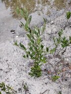 Schwarze Mangrove (Avicennia germinans)