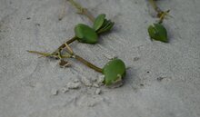 Schwarze Mangrove (Avicennia germinans)