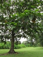 Pedalai (Artocarpus sericicarpus)