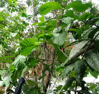 Rote Sapote (Timonius minahassae)