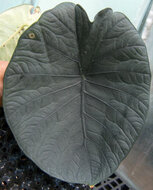 Alocasia (Alocasia chaii)