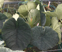 Alocasia (Alocasia chaii)